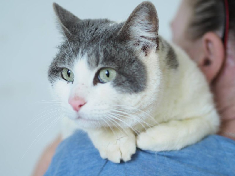 Кошка Мышка белая с серыми пятнами в дар 2