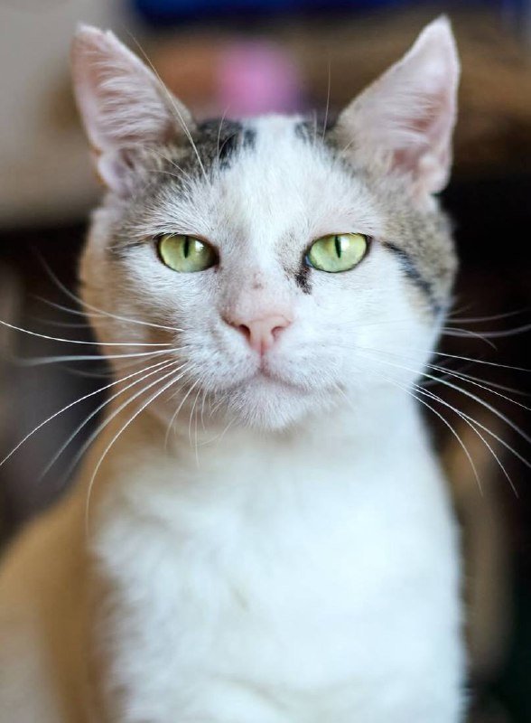 Кот Элай ищет дом