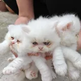 Персидские котята 3