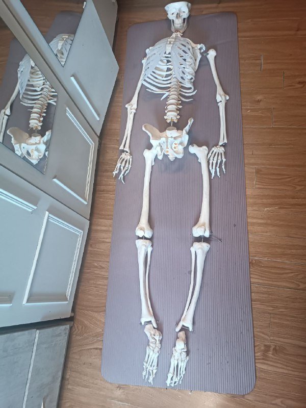 Анатомический скелет человека 170 см 8