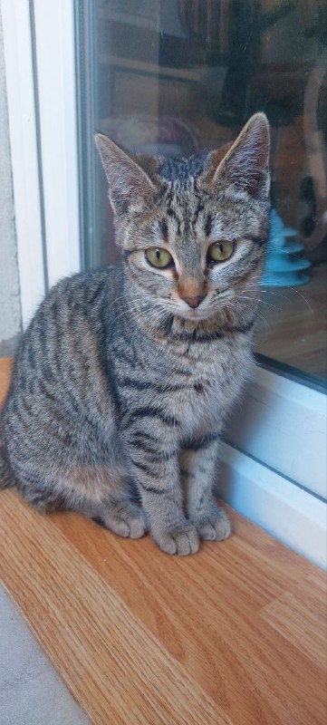 Девочка-подросток ищет дом 2