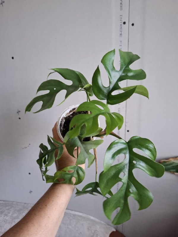 Суккуленты, перец огонек, сингониумы, монстера, рафидофора минима 10