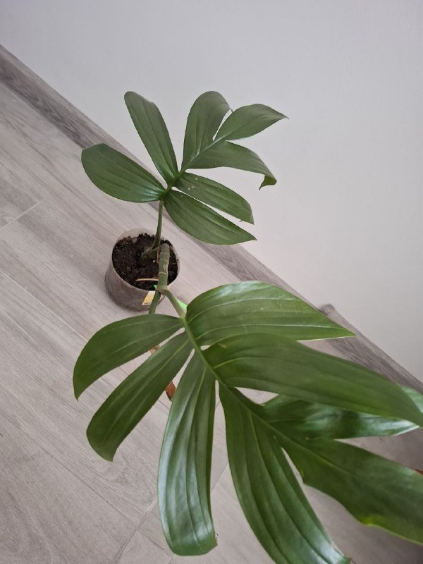 Суккуленты, монстеры разных размеров 3