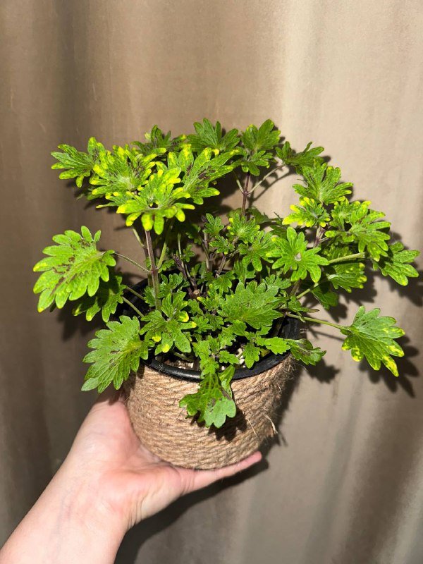 Колеусы комнатные растения