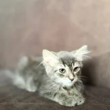 Котёнок девочка 4