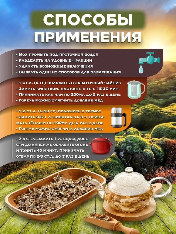 Исландский мох цетрария 3