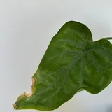 Алоказия кукулата 3