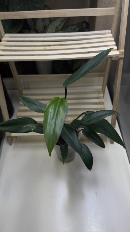 Collection of Philodendron and other plants 4