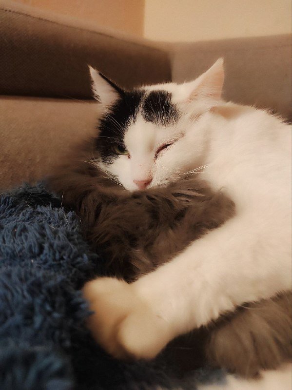 Марлон и Мовита коты для дома