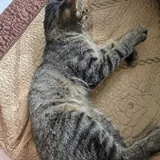 Кот 2