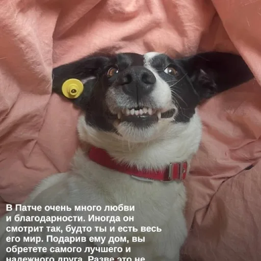 Пёс Патч