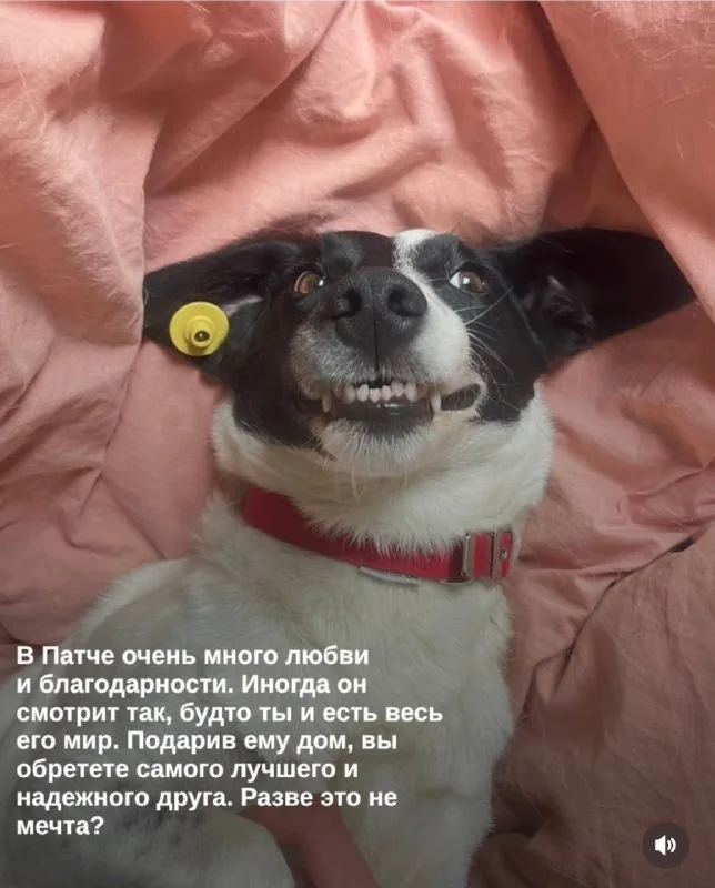 Пёс Патч 1