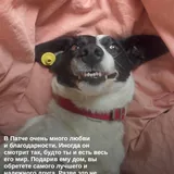 Пёс Патч 1