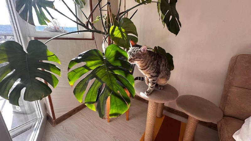 Монстера крупная