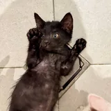 Котёнок Чертилій ищет дом 3