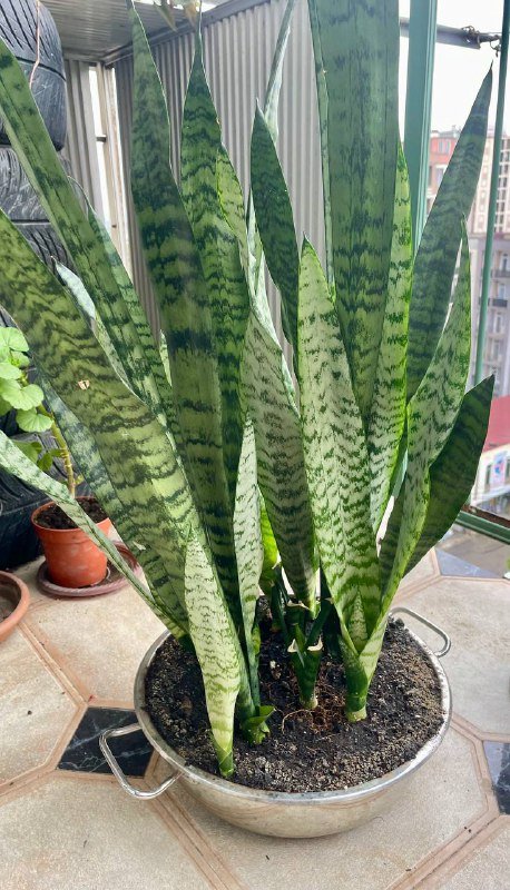 Сансевиерия, Чайная Роза, Канна лилия, Хлорофиум, Герань, Толстянки