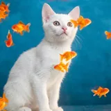 Кошечка Мия, 4 месяца 1