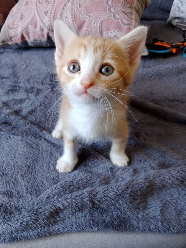 Kittens Mira, Benya, and Luchik for adoption 6