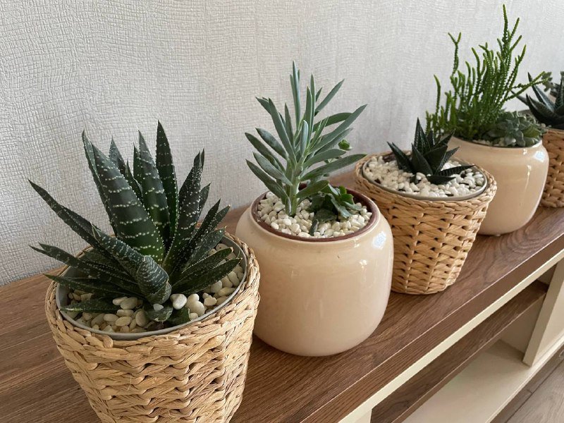 Суккуленты в стильных кашпо IKEA и Jysk 5