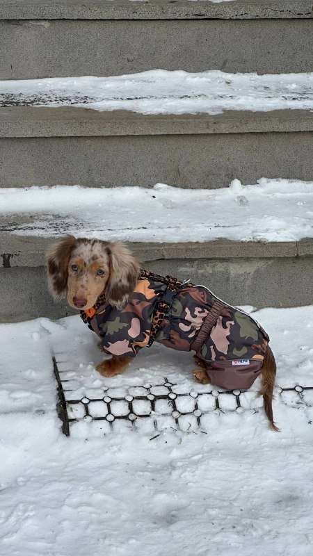 Куртка и комбинезон для мини-собаки или щенка 6