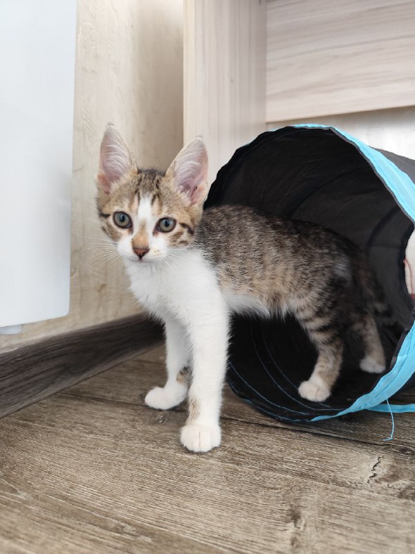 Котята Киси и Твиши ищут хозяев 2
