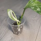Монстера Lechleriana, Эпипремнум Marble Queen 2