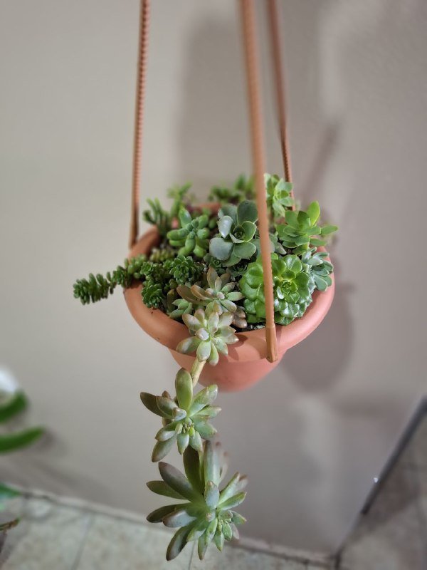 Аспарагус, рафидофора монстера, перец, хлорофитум, суккуленты, папоротник, мини монстера 7