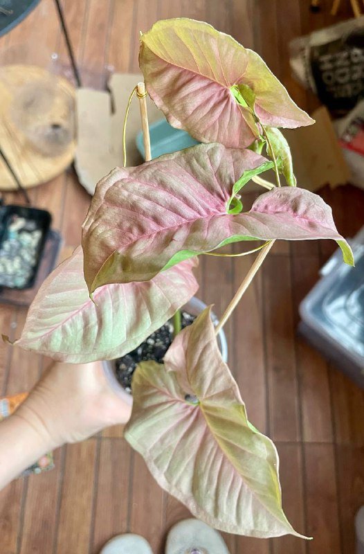 Сингониум Пинк Неон домашнее растение с розовыми листьями 3