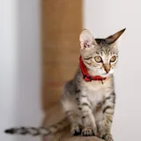 Белла, кошечка 3 месяца 5