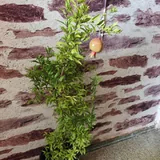 Китайская роза, стрелиция Николая, гранат 3