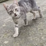 Котята ищут дом 4