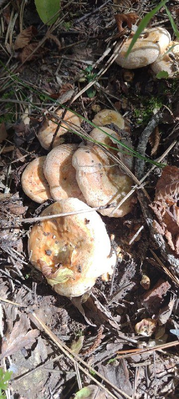 Белые и рыжики грибы из леса 2