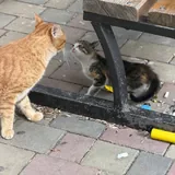 Котята 3