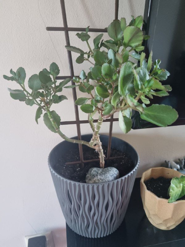 Каланхоэ, горшки, керамзит 2