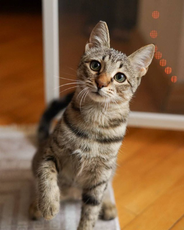 Кошка Сакура найдёт дом