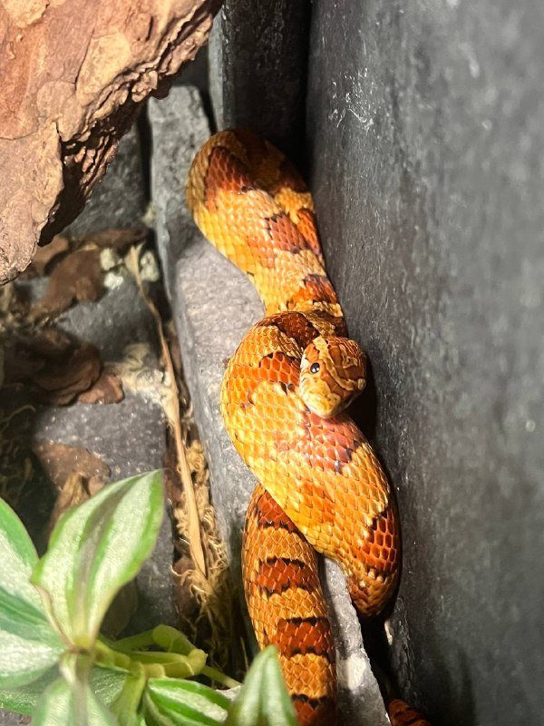 Живые подарки: змеи, пауки-птицееды, скорпионы, тараканы, улитки, палочники