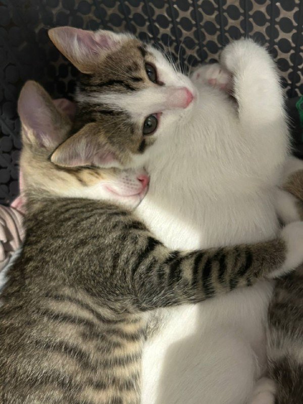 Котята Милка и Бао 2 месяца в дар 4