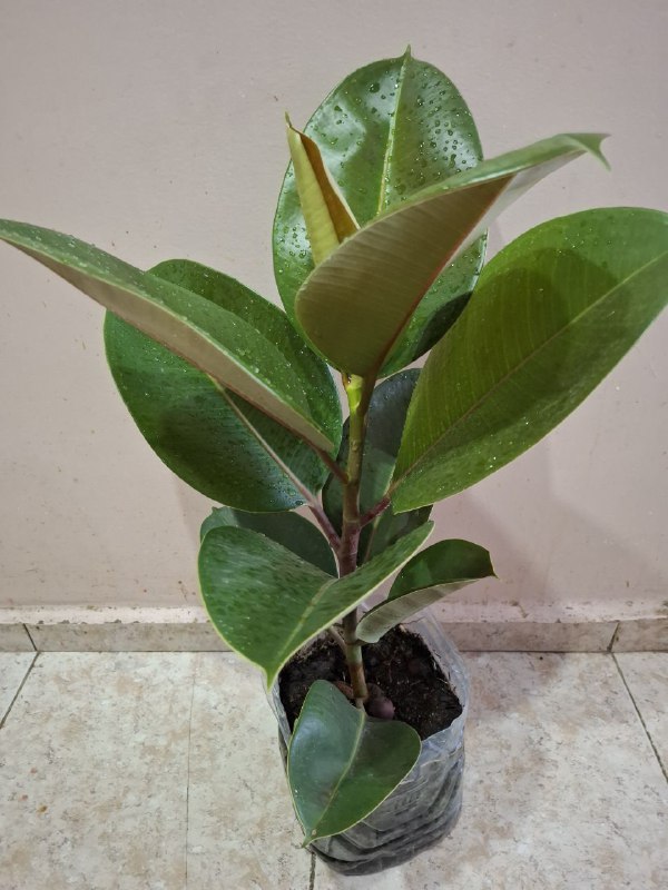 Фикус крупнолистный, переромия, оттона, шеффлера, традесканция, сингониумы 2