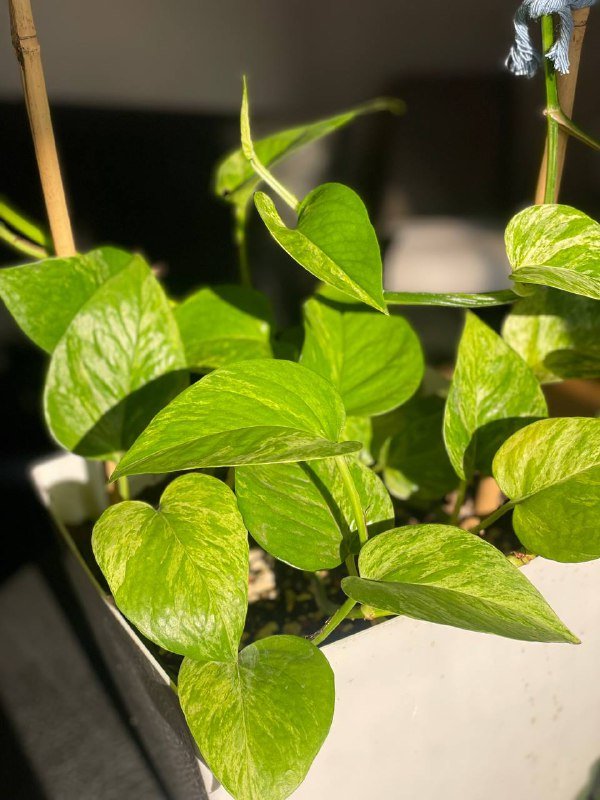 Домашнее растение Эпипренум в горшке на опоре