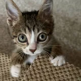 Котёнок ищет новый дом 2