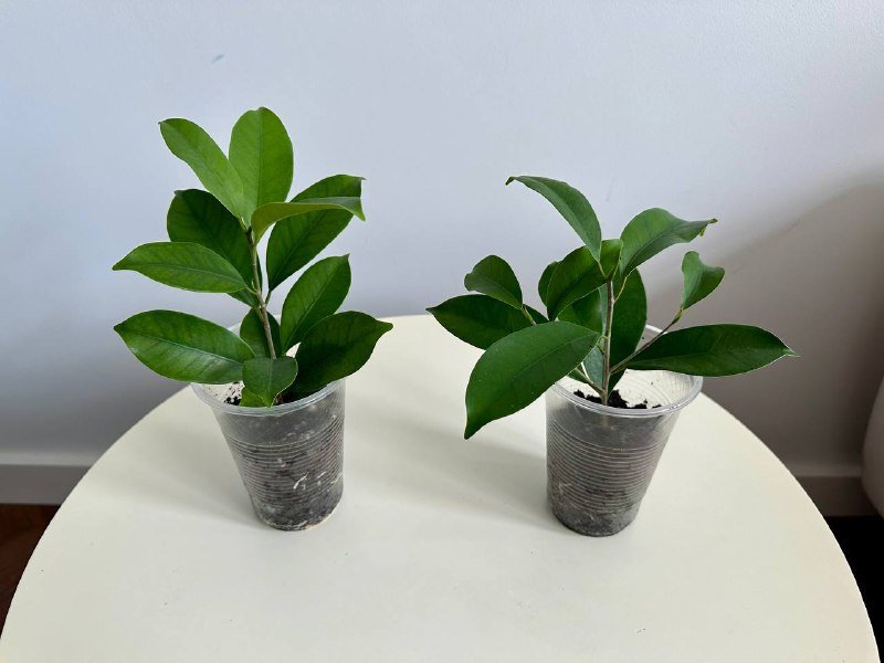 Черенки фикусов укоренённые 2