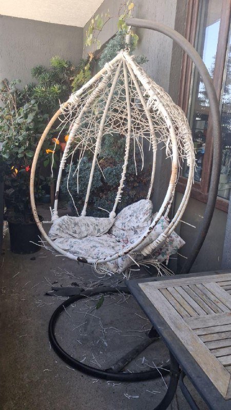 Лимон, Камелия, Можжевельник, Виноград, Нандина, Роза, Олеандр, Авокадо, Мушмула, Аукба, Кипарисовик, Фикус микрокарпа, Каркас качели 10