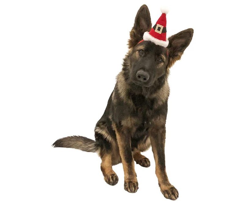 Колпак Санты для собак