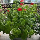 Комнатные растения, герань 4