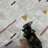 Ласковый котёнок ищет добрый дом 4