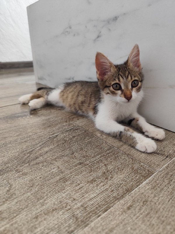 Котята Киси и Твиши ищут хозяев 7