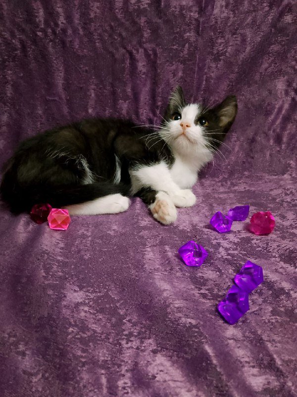 Котенок Леди для дома 6