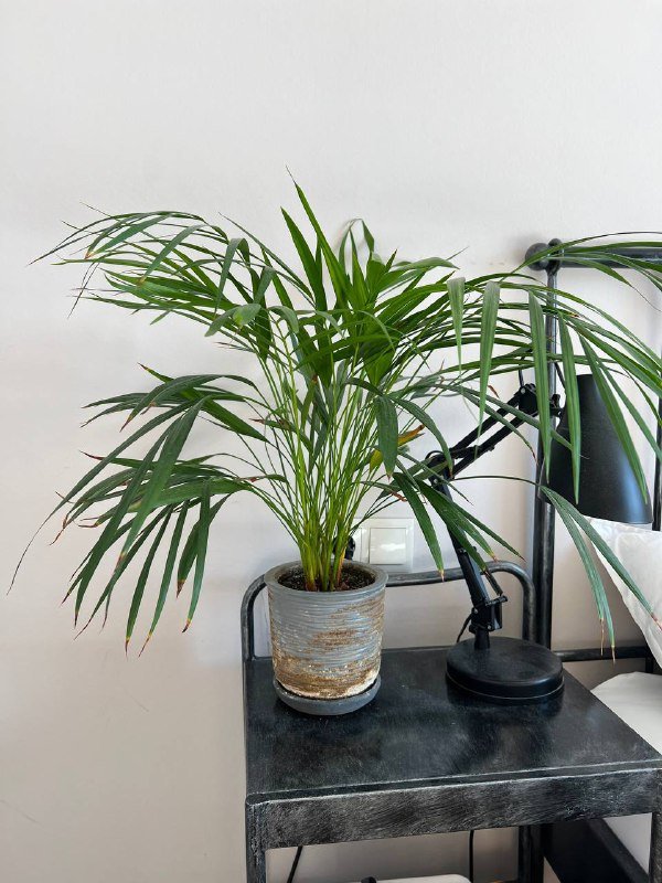 Набор садовой мебели со столом и двумя стульями 7