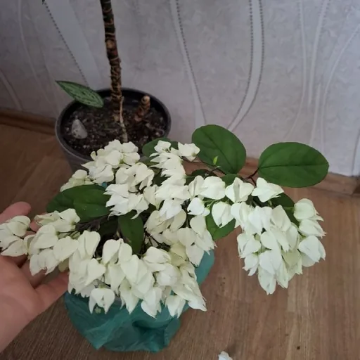 Комнатные растения, композиции в горшках
