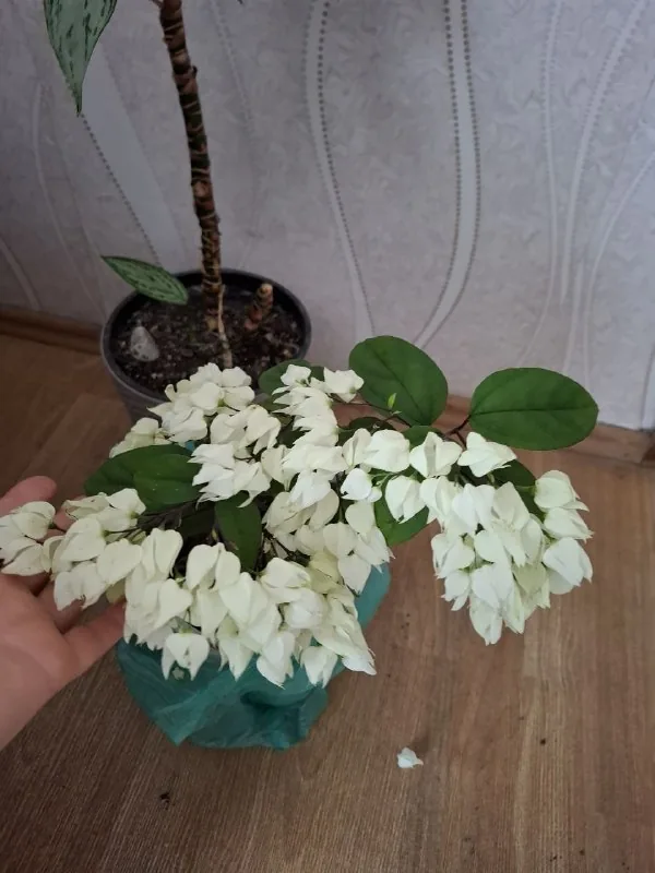 Комнатные растения, композиции в горшках 1